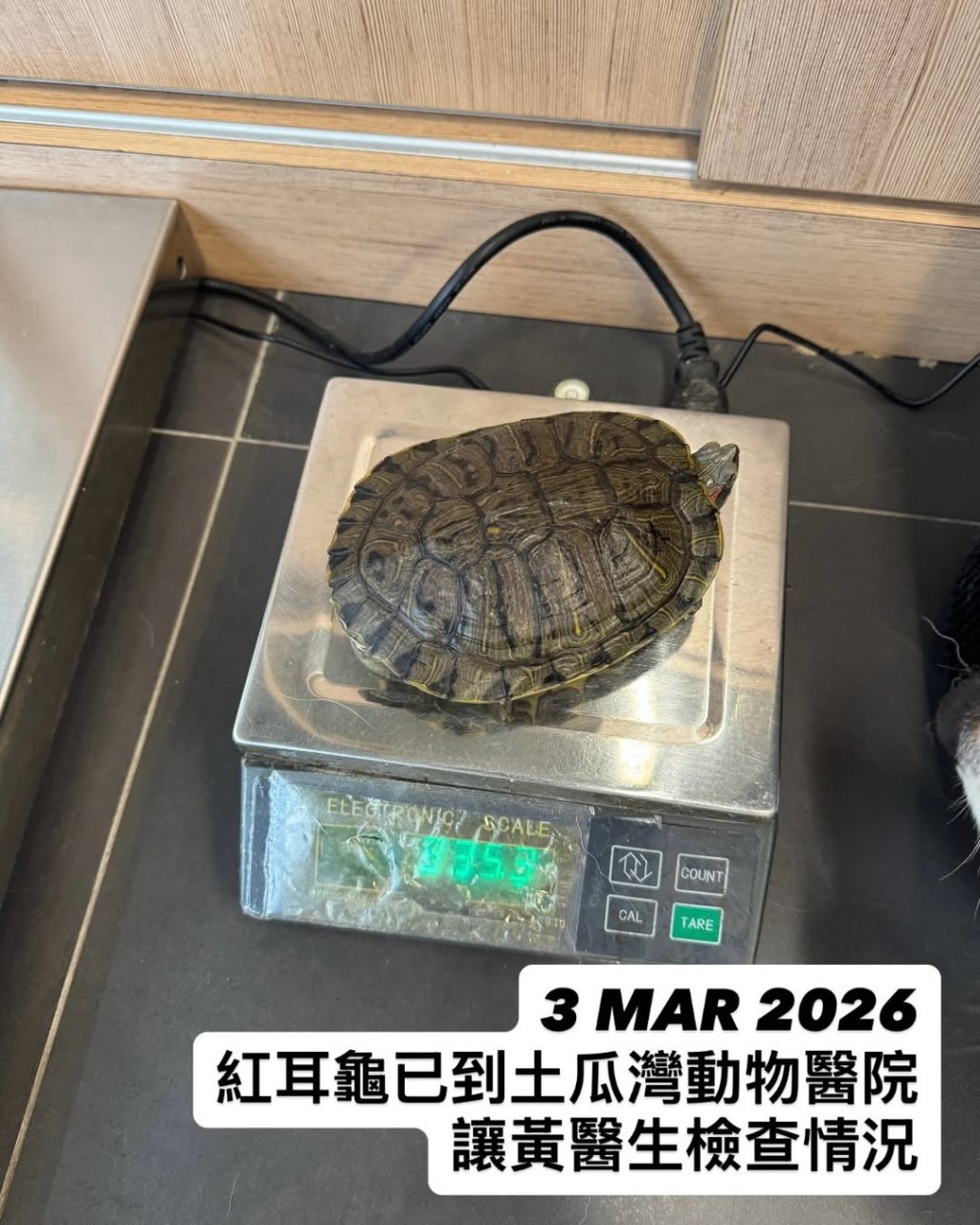 義工將龜龜接走並帶到診所接受治療。「Turtle Advocacy Hong Kong 棄龜庇護所」Instagram圖片
