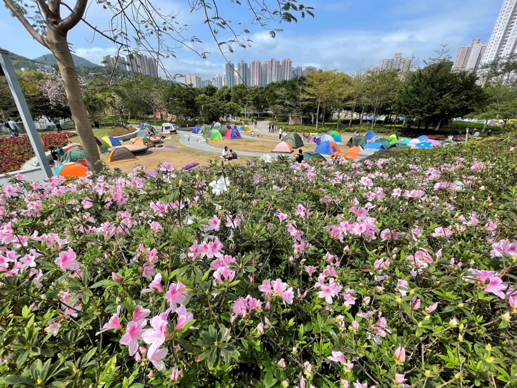 公園內的杜鵑花亦已盛開。