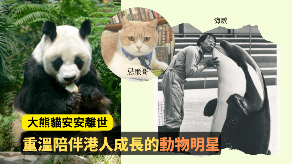 大熊貓安安離世