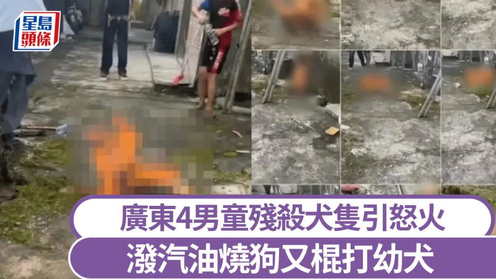 广东4男童残杀犬只引怒火　泼汽油烧狗又棍打幼犬。转载自X