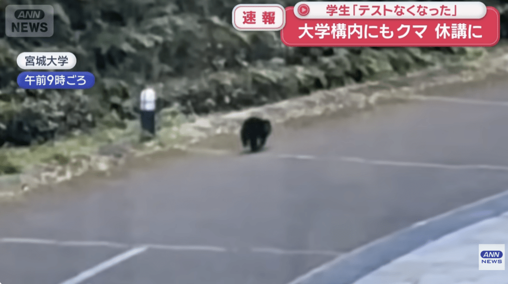 宮城大學校園閉路電視拍到熊影,校方緊急停課並改為網課。 宮城大學校園閉路電視拍到熊影,校方緊急停課並改為網課。