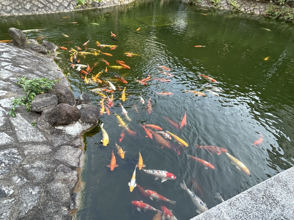 恒安邨的大鱼池饲养多条锦鲤。曾志恒摄