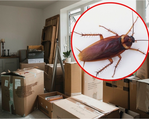 印度人妻因害怕蟑螂，3年內連換18個住所。網圖