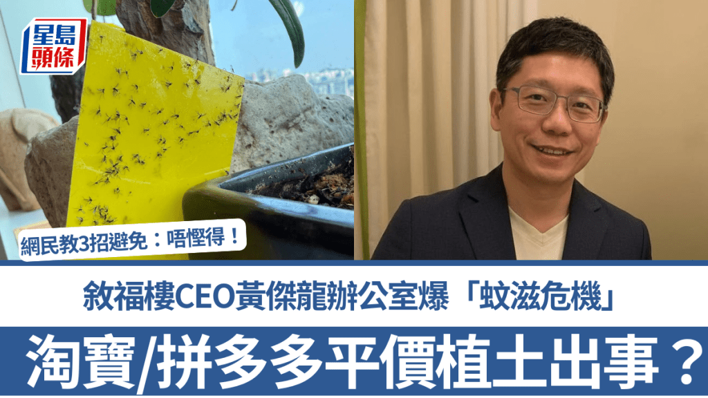 淘寶/拼多多平價植土出事？敘福樓CEO黃傑龍辦公室爆「蚊滋危機」 網民教3招避免中伏：唔慳得！