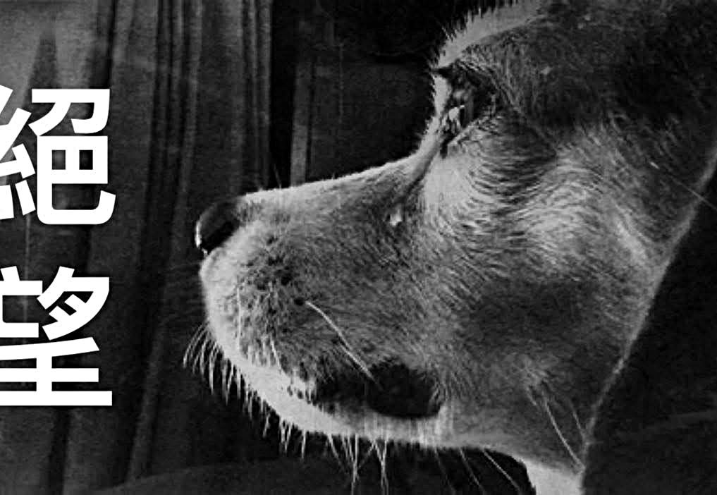 假冒網站利用市民對動物的愛心騙捐款。 假冒網站利用市民對動物的愛心騙捐款。