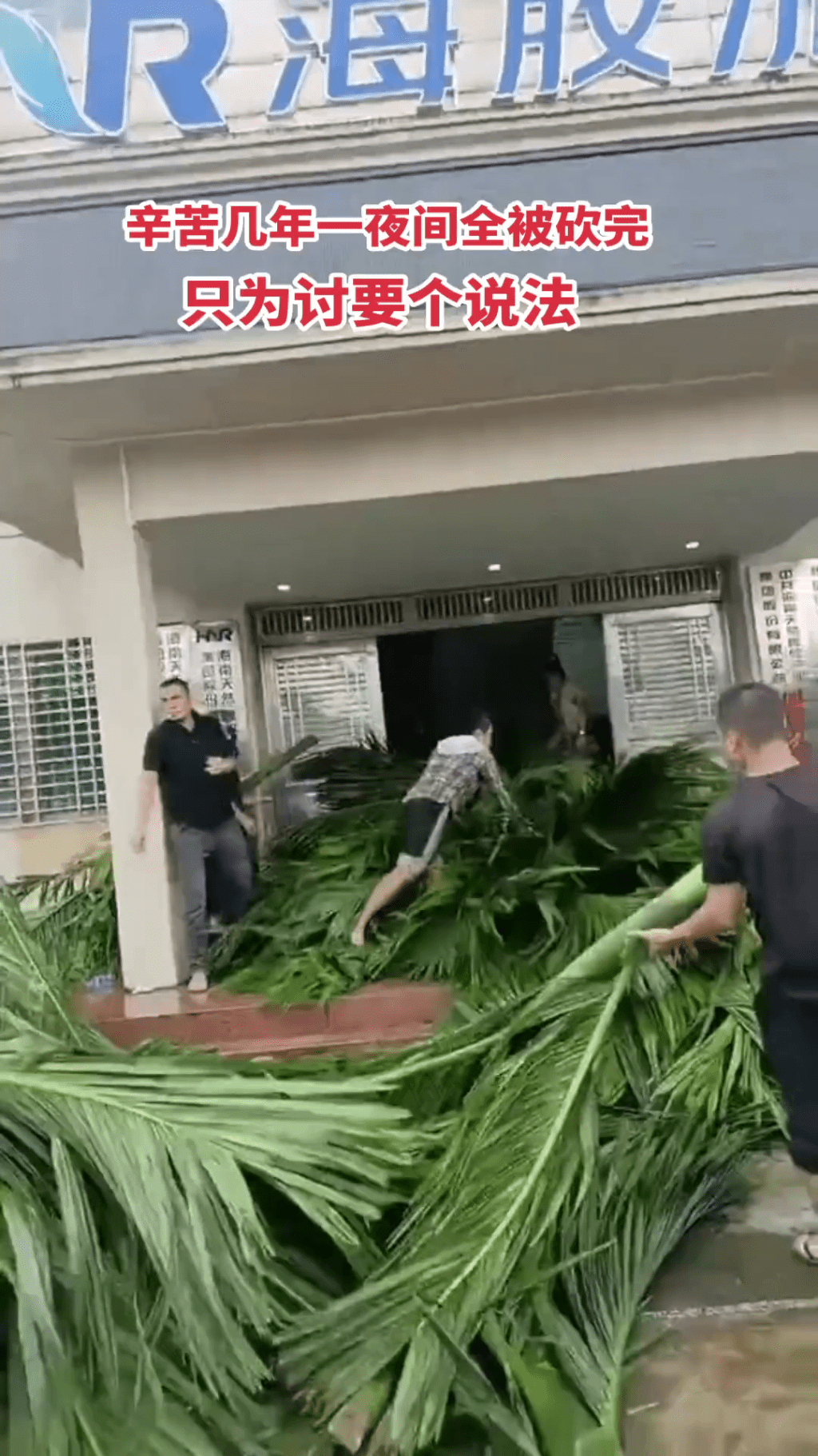 農民把被砍伐的檳榔樹堆到海膠集團公司大樓門口抗議。 農民把被砍伐的檳榔樹堆到海膠集團公司大樓門口抗議。