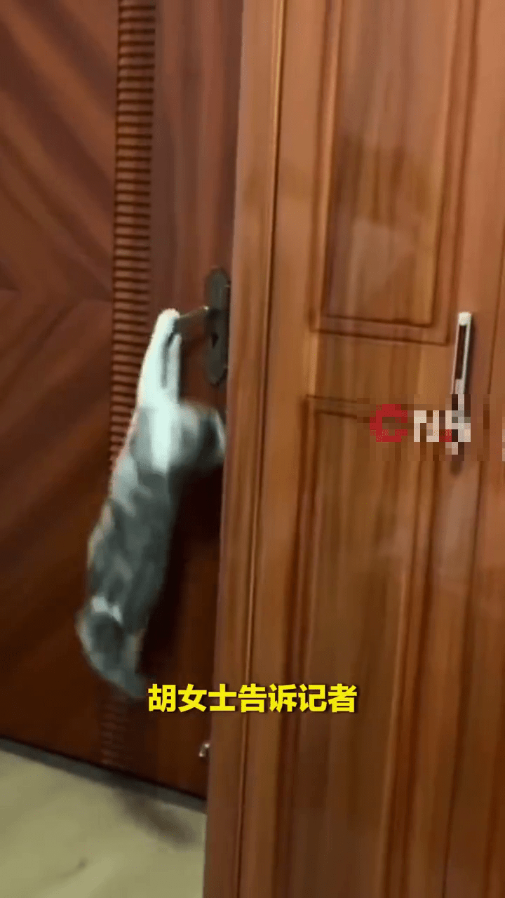 戶主胡女士表示,她養的貓咪平時在家已懂得自行開門。 戶主胡女士表示,她養的貓咪平時在家已懂得自行開門。