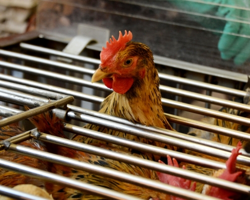 巴基斯坦爆發禽流感，本港暫停進口禽類產品。資料圖片