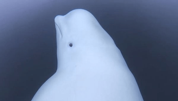 挪威渔村2019年首次发现一头疑似来自俄罗斯的“间谍白鲸”，后来被取名为Hvaldimir。youtube