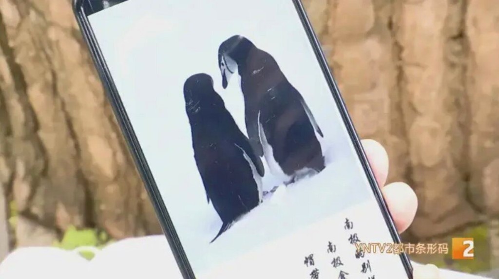 她忆述当时顶着零下数十度的低温在冰原上苦苦蹲守，只为等待企鹅妈妈返回喂食小企鹅的动人瞬间。 ( YNTV2都市条形码）