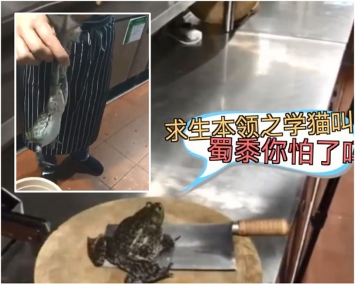 牛蛙在砧板上發出了像貓咪叫的「喵」......「喵」。網圖