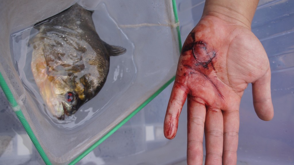 食人魚可能在幾秒鐘內造成嚴重傷害。 新華社示意圖