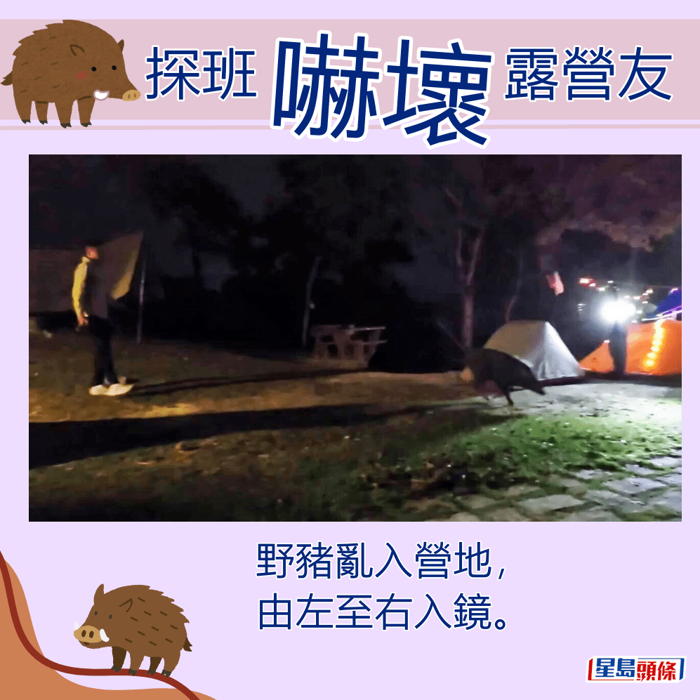 野豬亂入營地，由左至右入鏡。fb「香港人露營分享谷」截圖