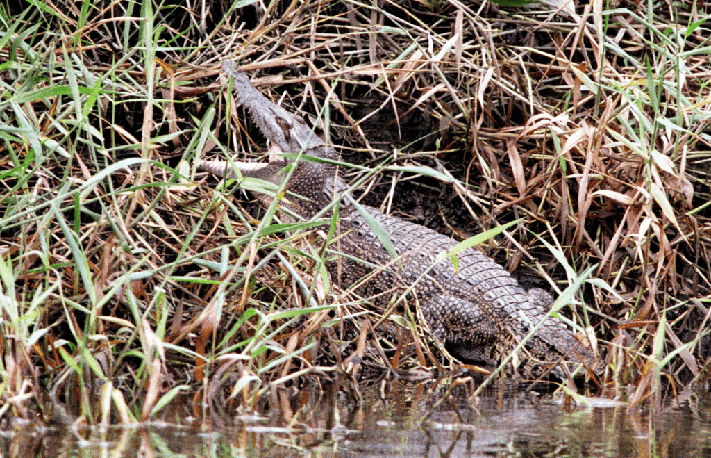 2003年，元朗山貝河就曾出現一條小灣鱷「貝貝」。資料圖片