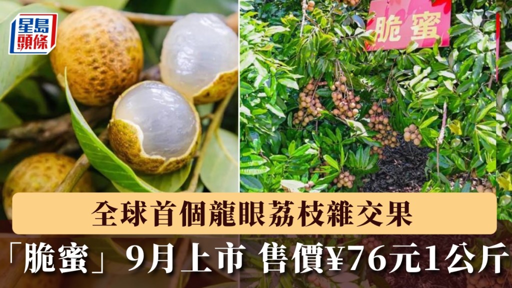 脆蜜是全球首個龍眼荔枝雜交果。 南方+