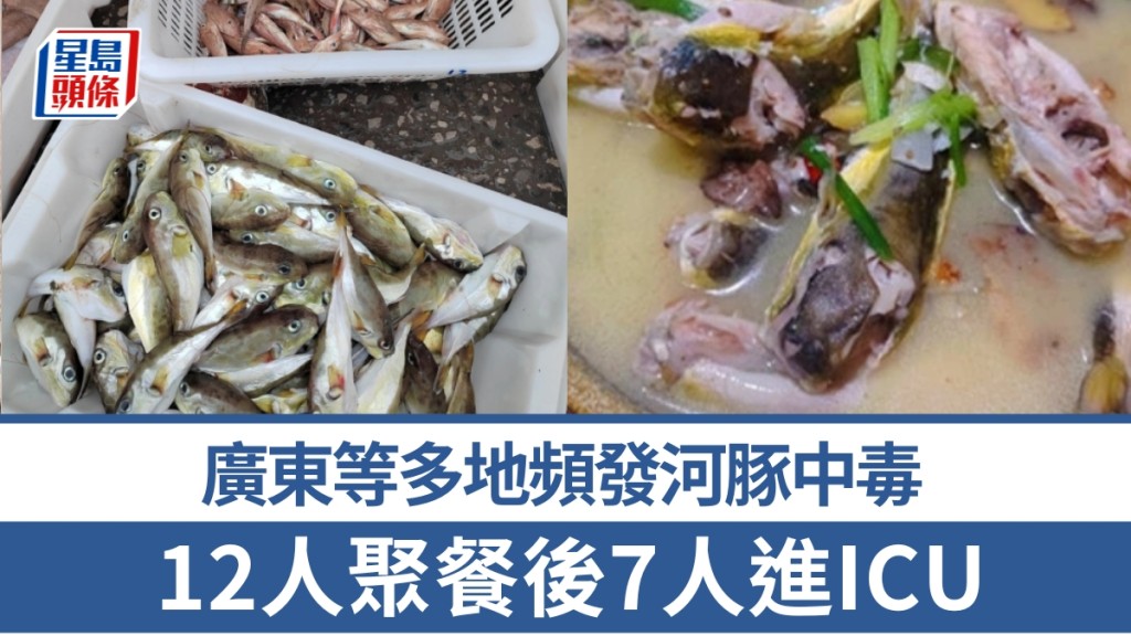 12人聚餐後7人中毒，廣東等多地頻發河豚中毒。
