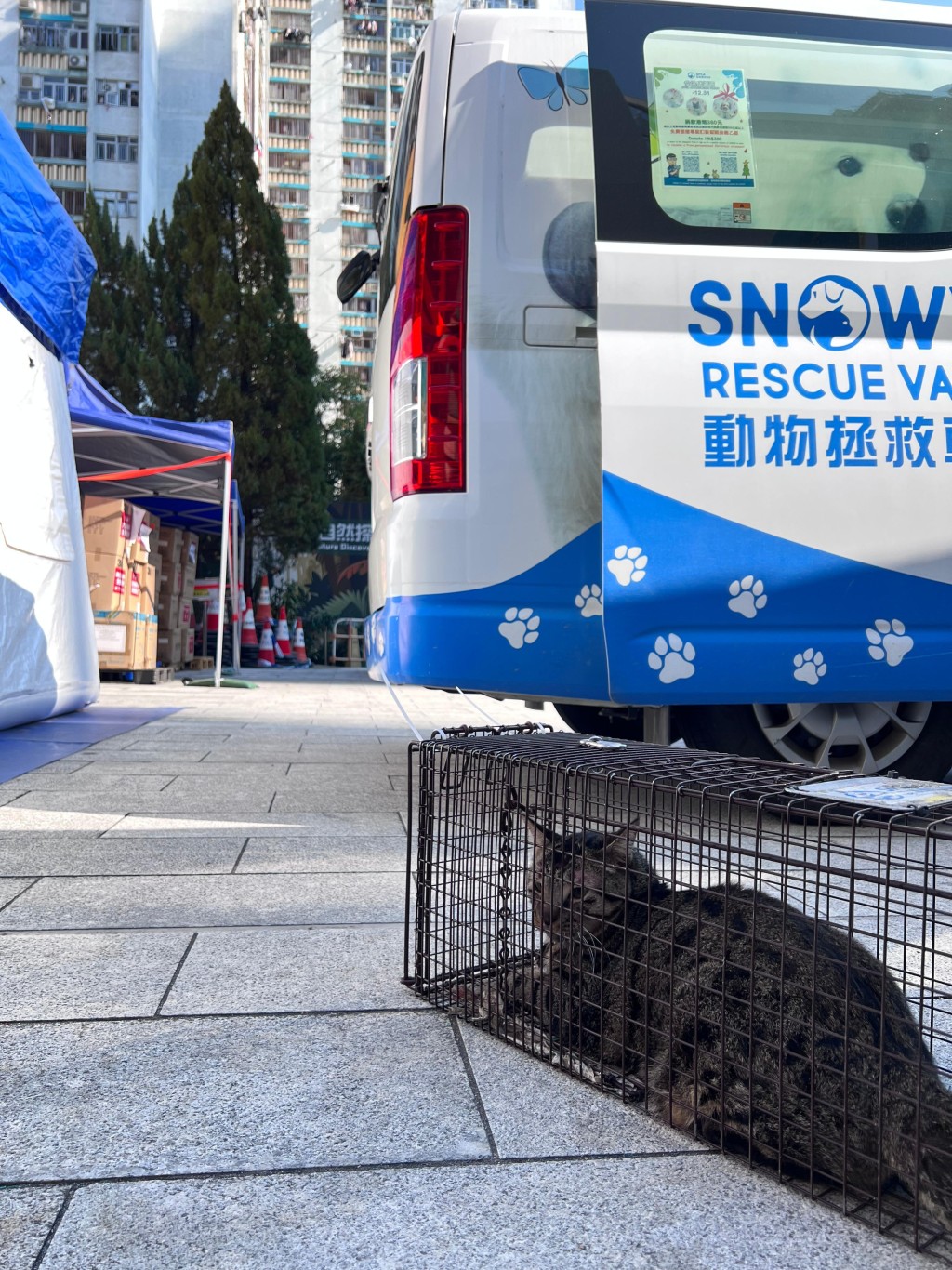 踏入元旦，有一隻貓貓走入放在宏仁閣的捕貓籠。愛護動物協會提供
