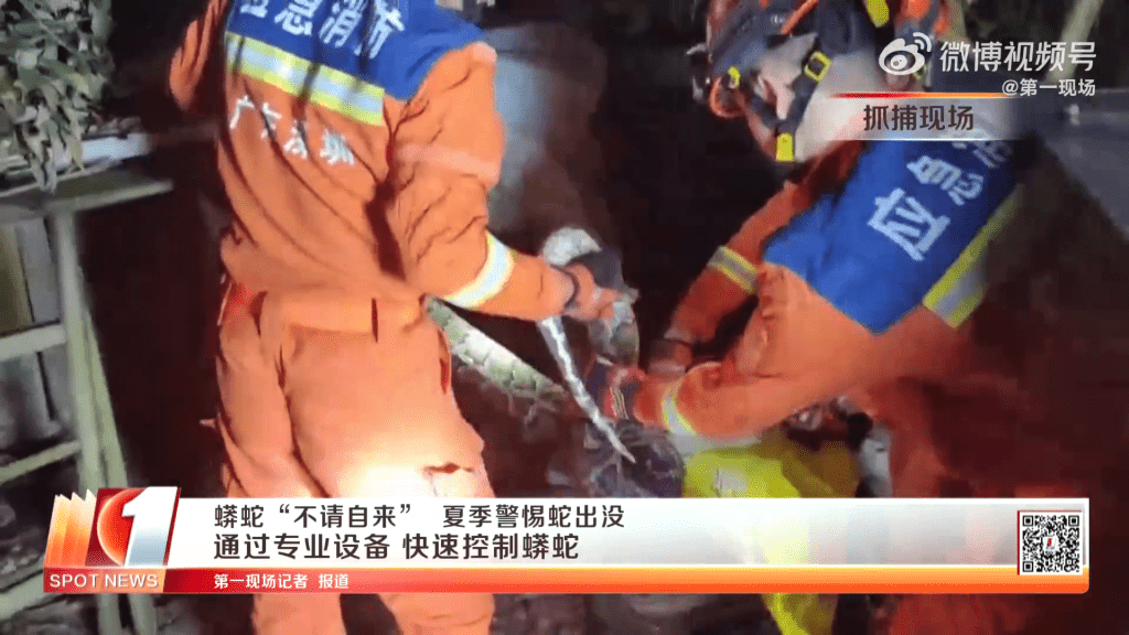 深圳消防將大蟒蛇「入袋」。 第一現場