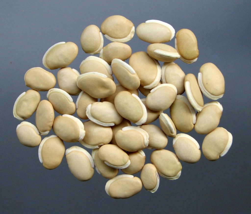 白扁豆