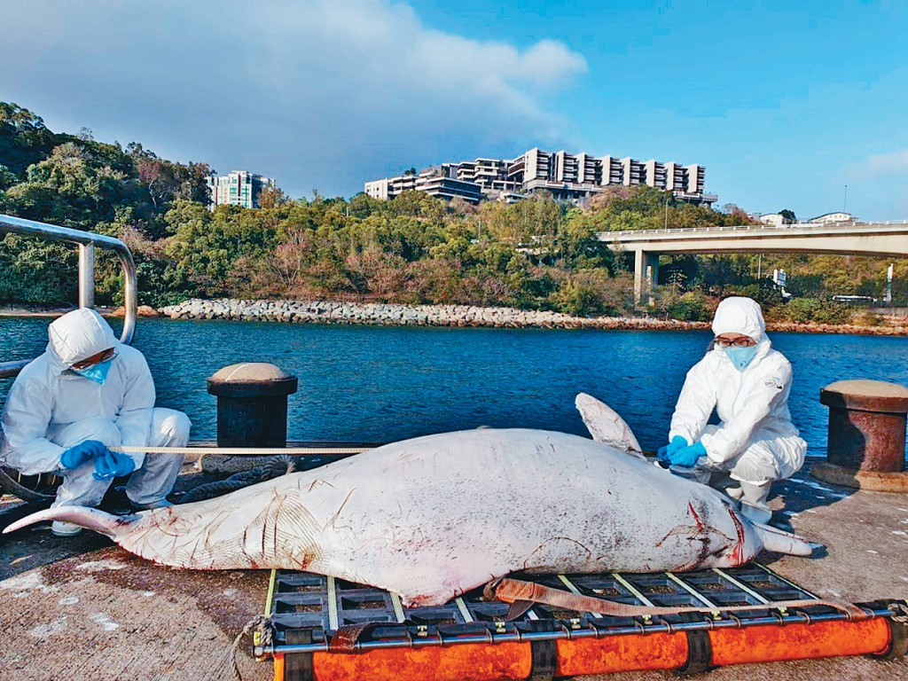 2023年，一條成年雄性中華白海豚被發現擱淺於大澳對出海面。