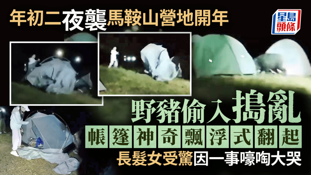 野豬年初二夜襲馬鞍山營地 偷入搗亂帳篷神奇飄浮式翻起 長髮女受驚因一事大哭｜Juicy叮