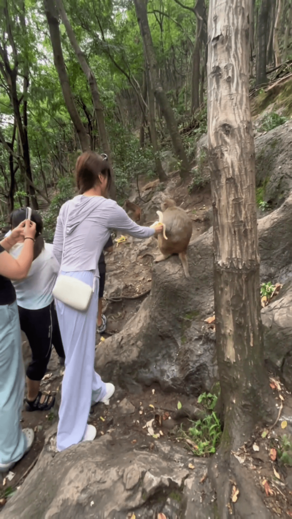 女遊客拿香蕉逗弄猴子。