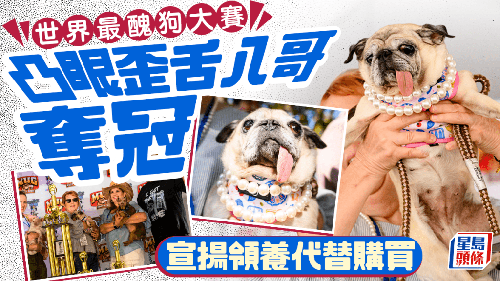 世界最醜狗大賽｜去年飲恨凸眼歪舌八哥犬奪冠 曾遭遺棄宣揚「領養代替購買」