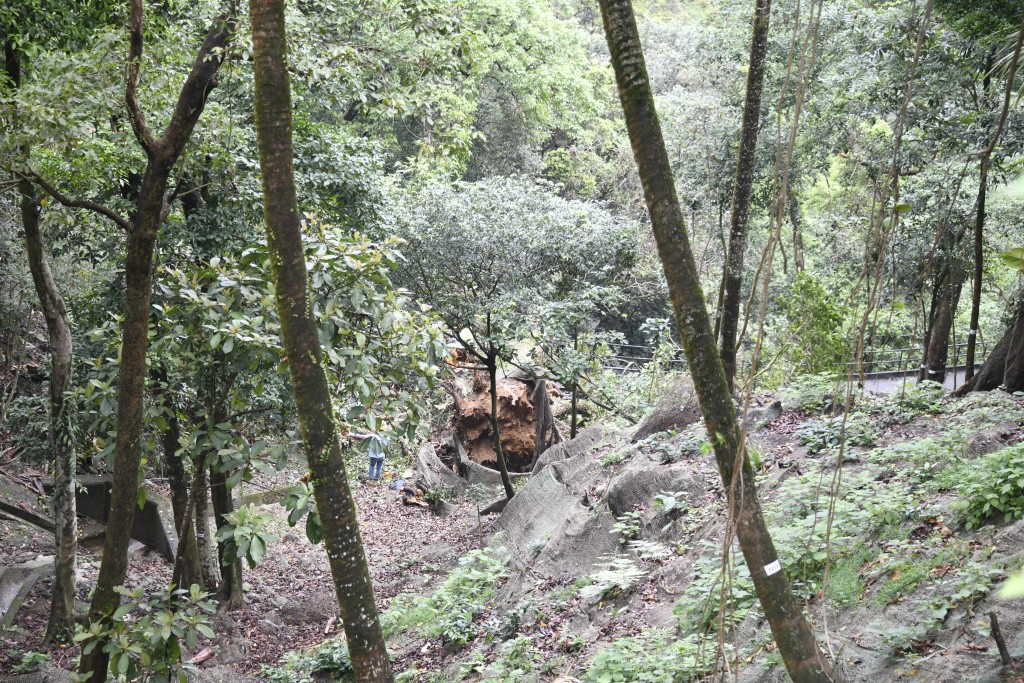 倒塌的大樹直徑逾一米。