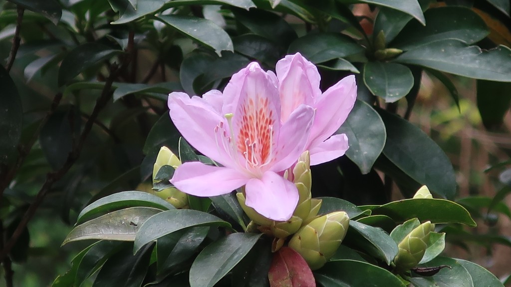 香港動植物公園杜鵑花開（四）。康民署「賞花情報」截圖