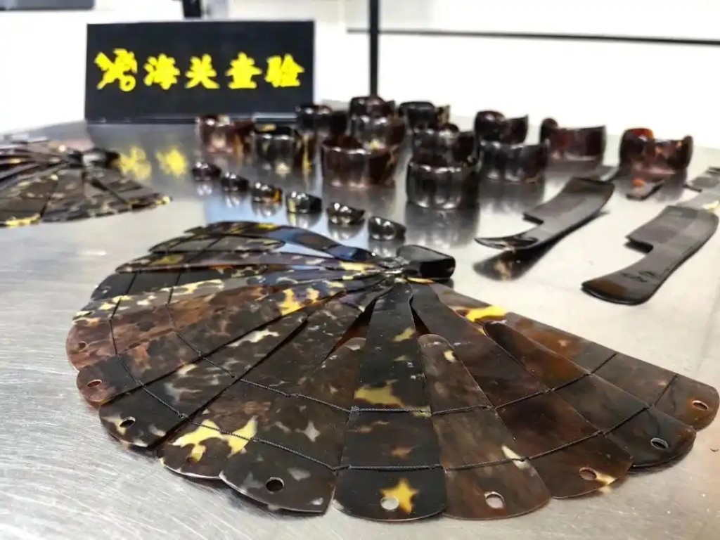 深圳灣海關在旅檢進境渠道查獲瀕危玳瑁製品26件,共重451克。 深圳灣海關在旅檢進境渠道查獲瀕危玳瑁製品26件,共重451克。
