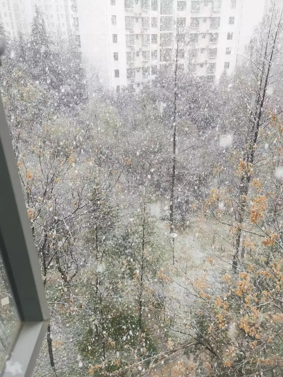 西安突降大雪,24小時內溫差20度,一天穿越冬夏兩季。 微博 西安突降大雪,24小時內溫差20度,一天穿越冬夏兩季。 微博