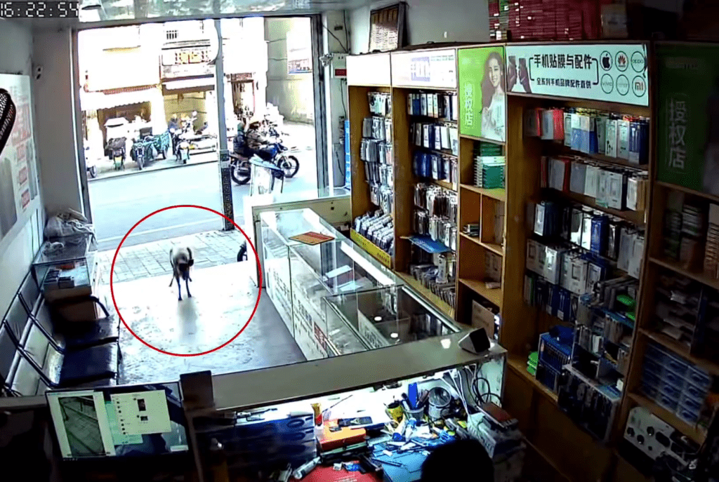 閉路電視拍下，一隻麂闖入手機店的情況。