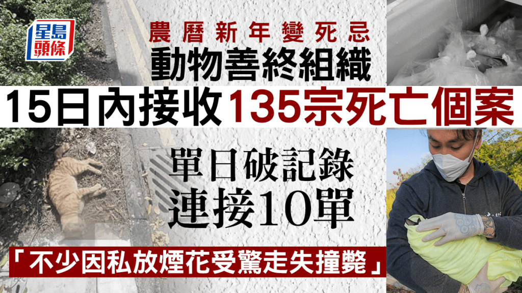 浪浪送行者農曆新年接收逾135隻離世動物 不少因非法煙花受驚走失撞斃