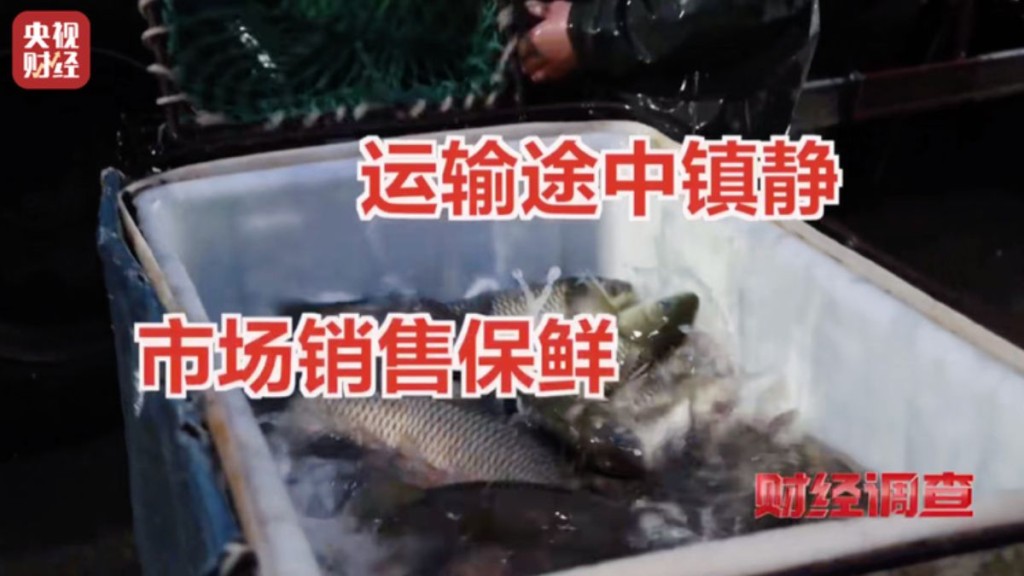 内地有水产市场，为保持水产卖相，不惜添加「鱼麻药」让鱼休眠。央视截图