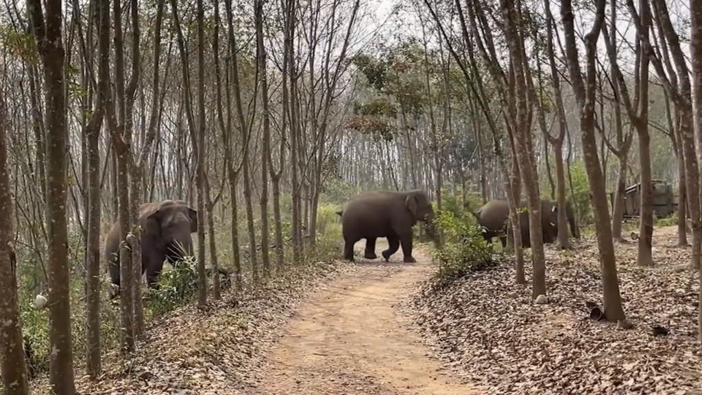 野生亚洲象在勐满边境派出所辖区活动。
