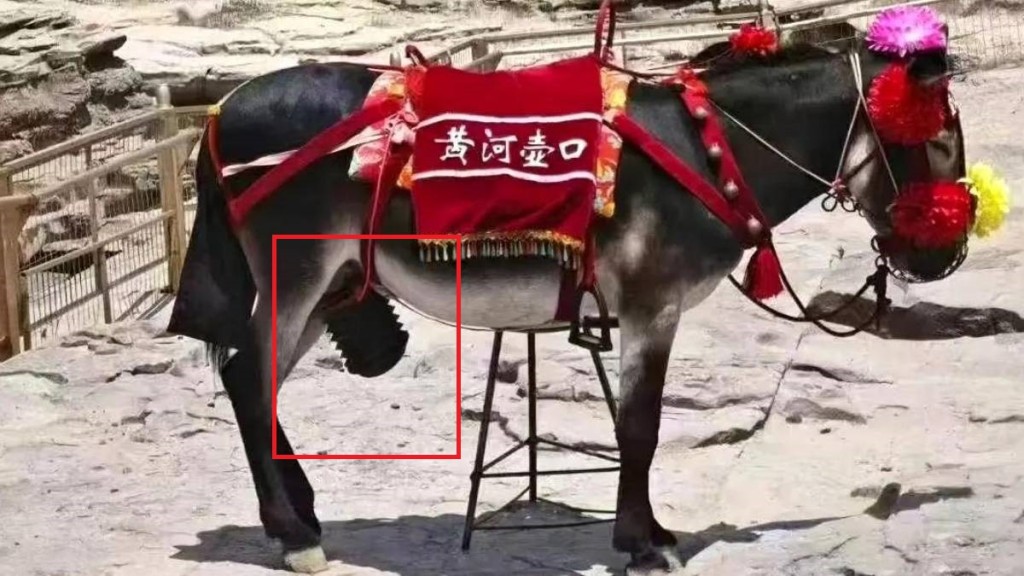 黃河壺口景區的毛驢被指「不雅」,要在生殖器戴上「遮醜套」。抖音 黃河壺口景區的毛驢被指「不雅」,要在生殖器戴上「遮醜套」。抖音
