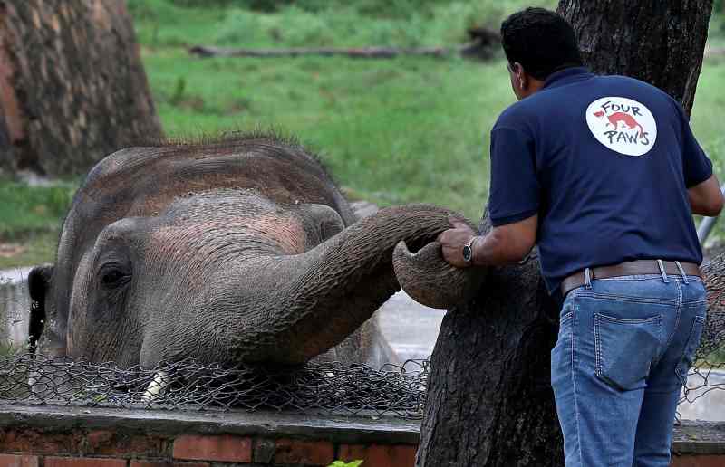 人道組織Four Paws人員幫卡萬搬離動物園。AP