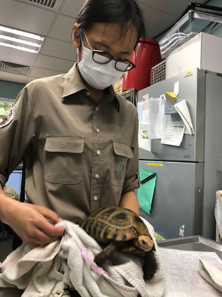 動物護理員小心檢查黃頭象龜的狀況,為龜隻前往太平動物園作好準備。嘉道理農場暨植物園 FB