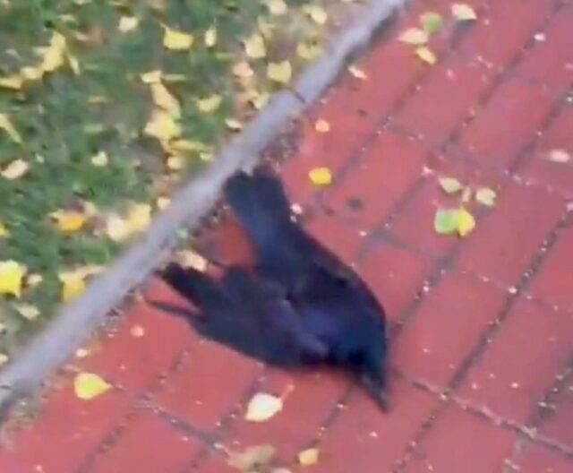 烏鴉大規模集體死亡。網圖 