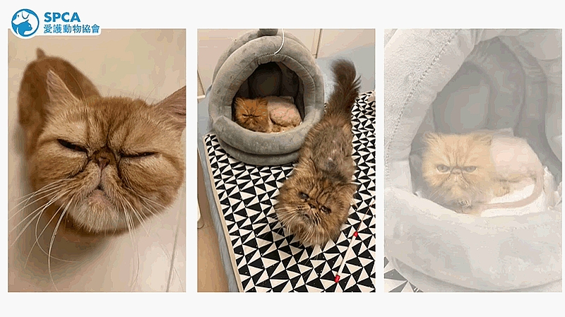 其中3隻情況較穩定的貓咪已被送往暫養。圖:愛護動物協會