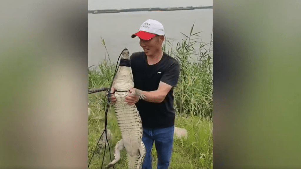 武漢當局成功捕獲3條鱷魚。網絡圖片