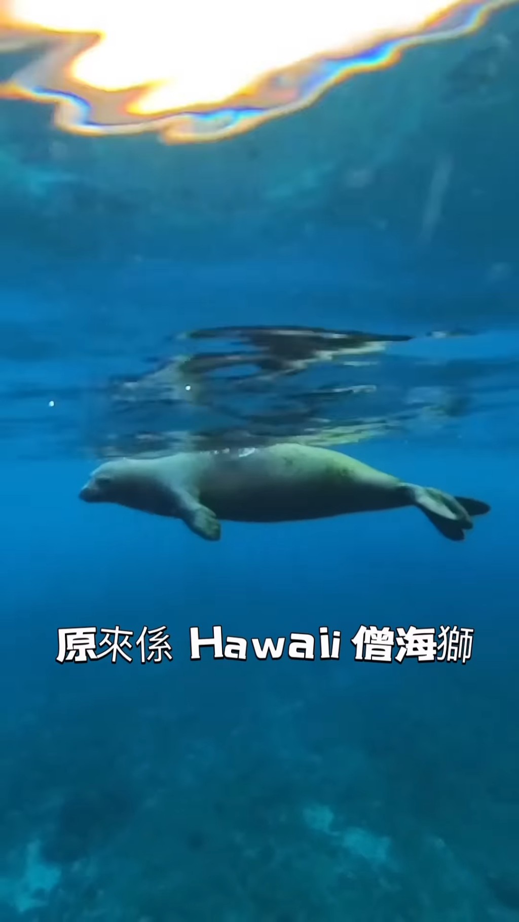 遇到夏威夷僧海豹。