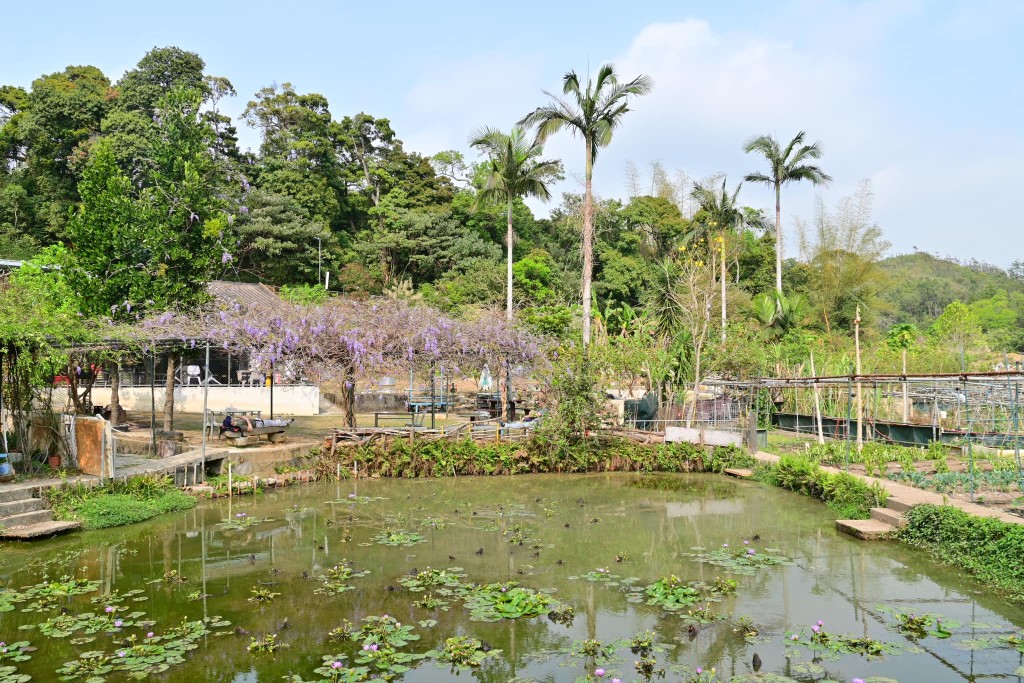 農莊同時以蓮花聞名，在大型睡蓮池中開滿近百朵蓮花！（圖片來源：FB @ 「香港風景攝影會」CW Yung授權）