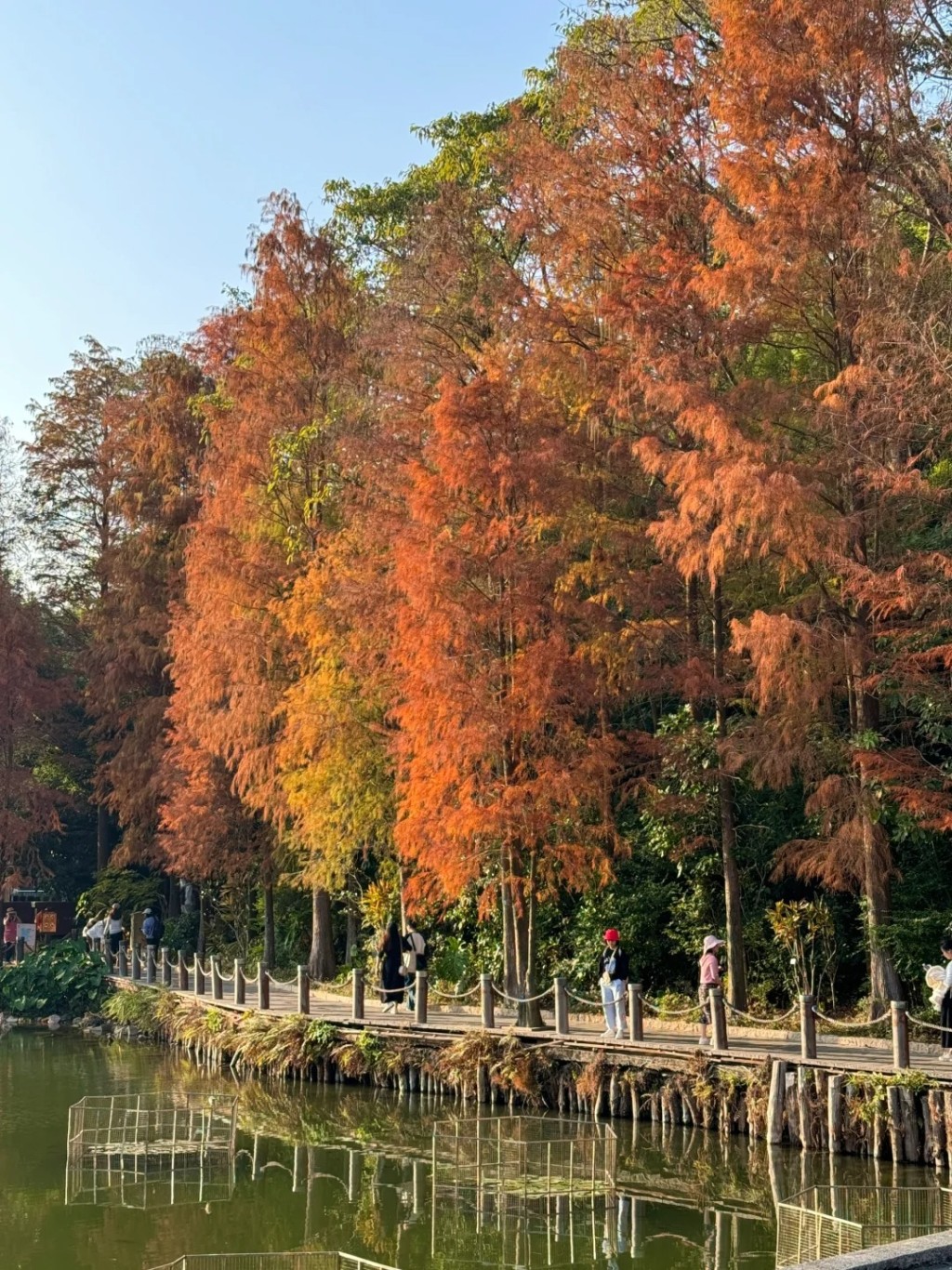 園區佔地668公頃，設有大草地、弘法寺、仙人掌植物園多個景區，一日之內真的行不完。（圖片來源：小紅書@ShuPing深圳）