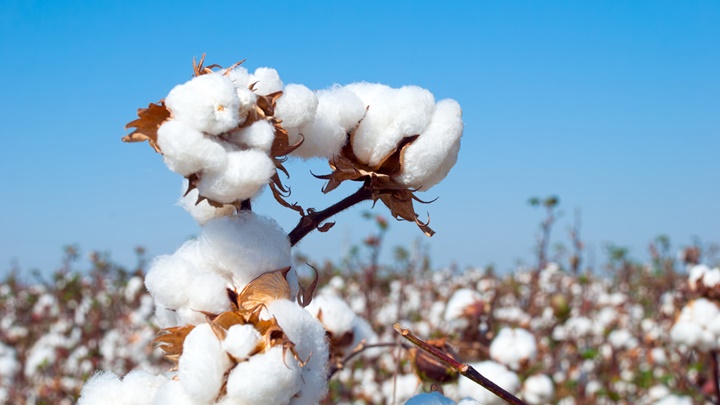 美國德州持續乾旱，當地綿花產量或創2015年以來新低。iStock示意圖