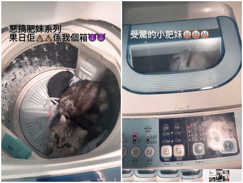 一名女子將一隻貓放進洗衣機，並曾開機至少14秒，期間貓貓表現驚慌。影片截圖