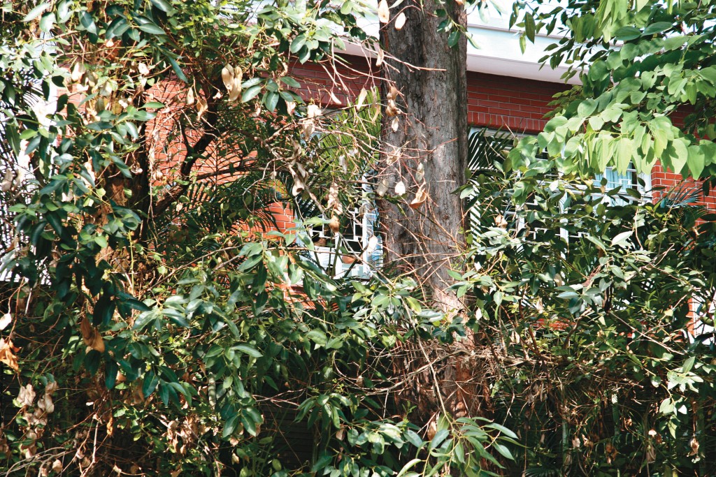 哥哥二樓睡房出面有棵大樹，狂迷曾爬樹從窗口入屋，事後已加窗花。