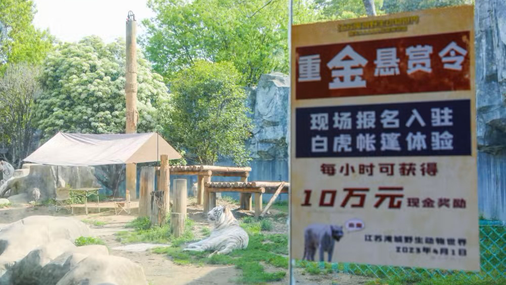 園方稱「勇士」能與虎同住,每小時可獲獎金10萬,證屬愚人節宣傳。 微博圖