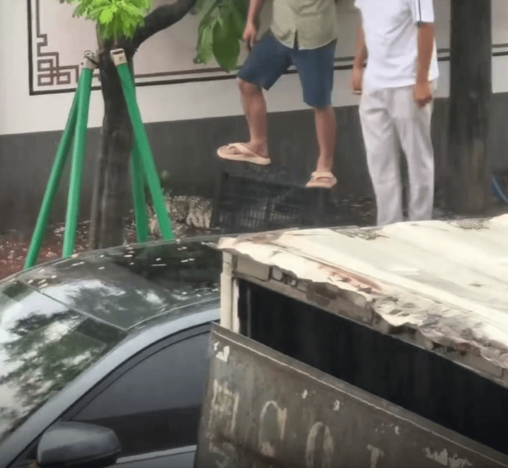 大街上兩名街坊「膠籮」鎖頭生擒一條鱷魚。 大街上兩名街坊「膠籮」鎖頭生擒一條鱷魚。