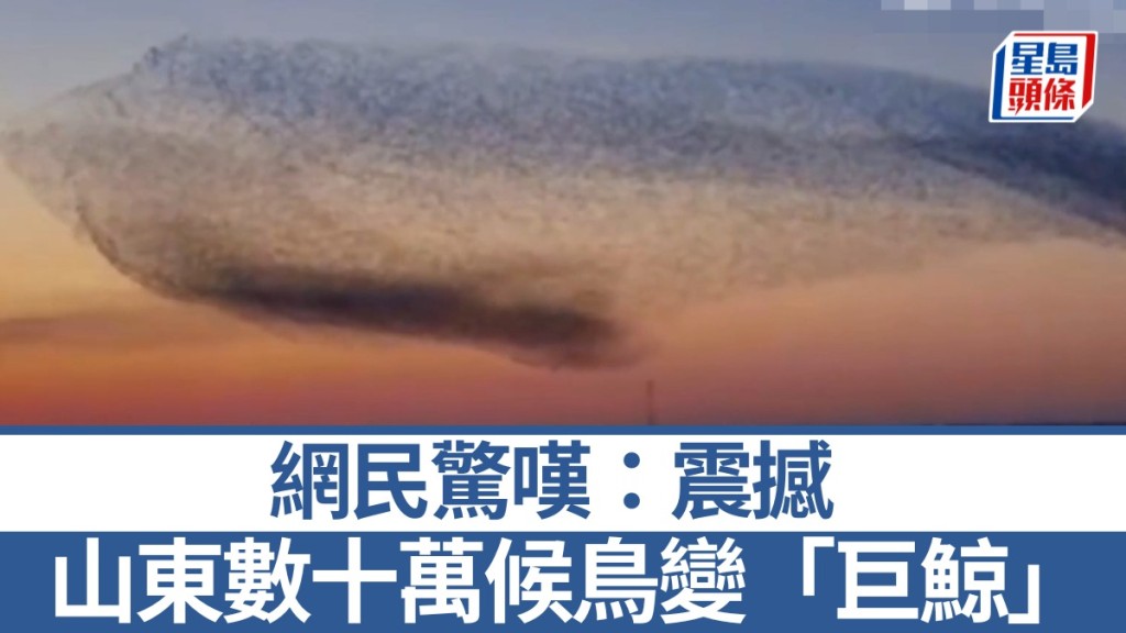 山東數十萬候鳥遷徙組「巨鯨」畫面。微博@人民日報
